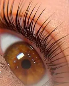 Técnico en Diseño de Cejas y Pestañas